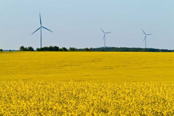 Canada, Somerset Wind turbines and canola
